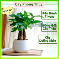 Chậu Cây Kim Ngân 3 thân Tam Lộc, Cây Phong Thủy để bàn, kệ trang trí và quà tặng