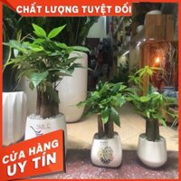 Chậu cây kim ngân gốc mini để bàn làm việc , cây phong thủy hút tài lộc may mắn >15cm