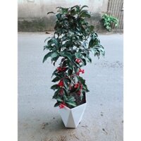 Chậu Cây Kim Ngân Lượng