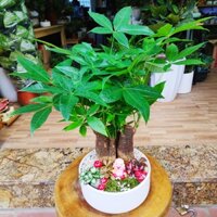 Chậu cây Kim Ngân phối tiểu cảnh, cây Kim Ngân để bàn, cây Kim Ngân phong thủy đẹp, mang lại tài lộc cho gia chủ