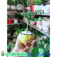 Chậu Cây Kim Quýt Bonsai