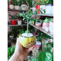 Chậu Cây Kim Quýt Bonsai