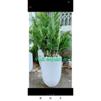 Chậu Cây Kim Tiền Lớn ( chỉ giao hoả tốc)