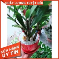 Chậu cây kim tiền Nhiều Người Mua