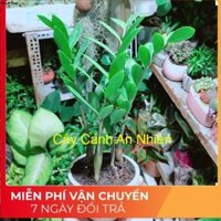 Chậu Cây Kim Tiền Thái