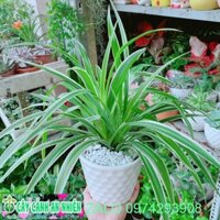 Chậu Cây Lan Chi (Dây Nhện)