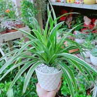 Chậu Cây Lan Chi (Dây Nhện)