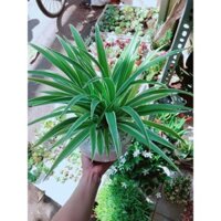 Chậu cây lan chi (Dây Nhện)