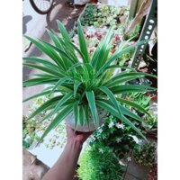 Chậu cây lan chi (Dây Nhện)