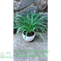 Chậu Cây Lan Chi (dây nhện)