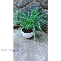 Chậu Cây Lan Chi (dây nhện)