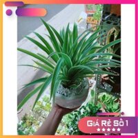 Chậu cây lan chi Ưa Thích (Dây Nhện)