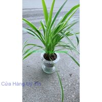Chậu Cây Lan Chi(dây nhện)