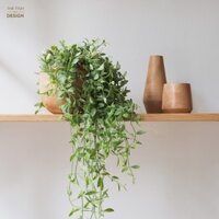 Chậu cây lan hạt dưa Sữa  | THE FISH DESIGN  Size LS ( cây trong nhà, cây văn phòng, cây xanh, cây, cây bàn làm việc...)