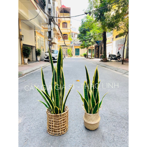 Chậu cây lưỡi cọp 80 - 120 cm