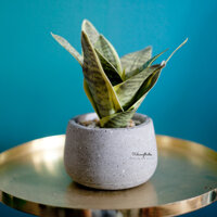 Chậu cây lưỡi hỗ mini để bàn trang trí không gian - Xu Hướng Thiết Kế