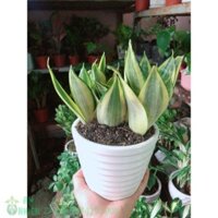 Chậu Cây Lưỡi Hổ Thái