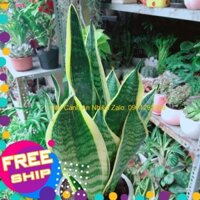 Chậu Cây Lưỡi Hổ