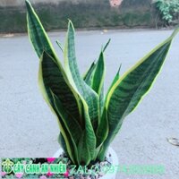 Chậu Cây Lưỡi Hổ