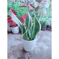 Chậu Cây Lưỡi Hổ