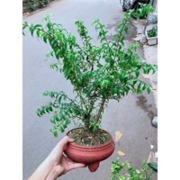 Chậu Cây Mai Chiếu Thuỷ