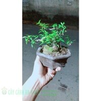 Chậu Cây Mai Chiếu Thuỷ