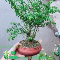 Chậu Cây Mai Chiếu Thuỷ