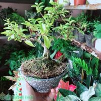 Chậu Cây Mai Chiếu Thuỷ Bonsai