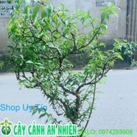 Chậu Cây Mai Chiếu Thuỷ