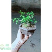 Chậu Cây Mai Chiếu Thuỷ