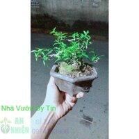 Chậu Cây Mai Chiếu Thuỷ