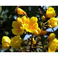 Chậu cây mai hoa đăng/ Huỳnh hoa đăng - Cochlopermaceae-vườn của boss