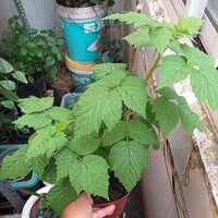 Chậu cây mâm xôi, phúc bồn tử đỏ, đen.