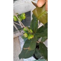 chậu cây mận xanh ra trái sau 2 tháng