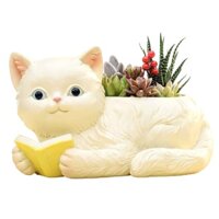 CHẬU CÂY MÈO LƯỜI NẰM ĐỌC SÁCH  TRỒNG CÂY TRANG TRÍ 02