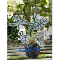 Chậu cây mini bỏ sỉ tết