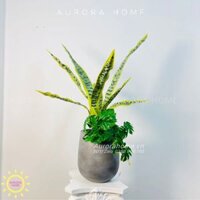 Chậu cây mini cây Lưỡi Hổ mix Trầu bà