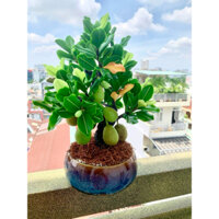 Chậu cây mít làm thủ công bằng đất sét Thái