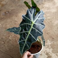 Chậu cây môn alocasia Polly - ship toàn quốc
