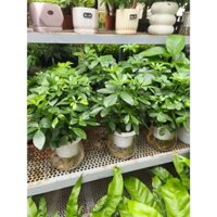 Chậu cây ngũ gia bì - cây trồng chậu thủy sinh