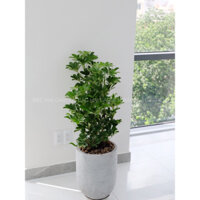 Chậu cây Ngũ Gia Bì kèm chậu xi măng - Cây nội ngoại thất cao cấp
