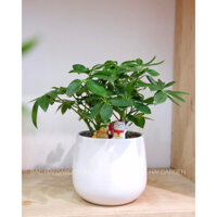 Chậu cây Ngũ gia bì kèm chậu men sứ trắng - Cây để bàn phong thủy- Ship hỏa tốc Sài Gòn