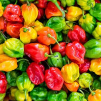 Chậu cây ớt cay Habanero, ớt siêu cay, cây đang có trái