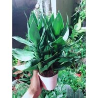 Chậu Cây Phát Tài Búp Sen