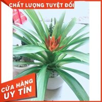 Chậu cây phong lộc hoa Nhiều Người Mua