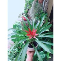 Chậu Cây Phong Lộc Hoa