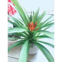 Chậu cây phong lộc hoa