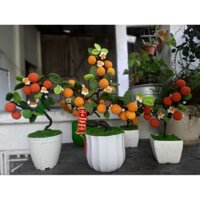 Chậu cây quất