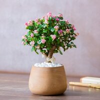 Chậu cây sen đá đô la hồng bonsai thân gỗ hoa nhỏ quyến rũ, để bàn trang trí THE FISH DESIGN SIZE M