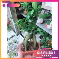 Chậu cây si bon sai nhật Ưa Thích